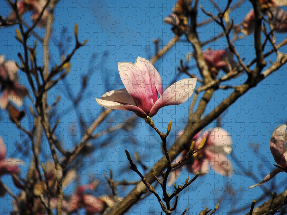 Flower Jigsaw Puzzle featuring the photograph Pink Magnolia Flower by Jai Johnson