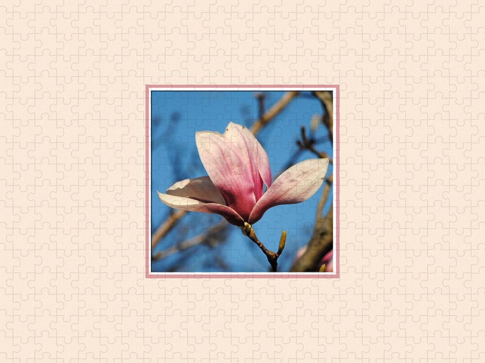 Flower Jigsaw Puzzle featuring the photograph Pink Magnolia Photo Square by Jai Johnson