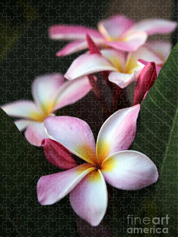 Plumeria Jigsaw Puzzle featuring the photograph Pink Plumeria Flowers by Sabrina L Ryan