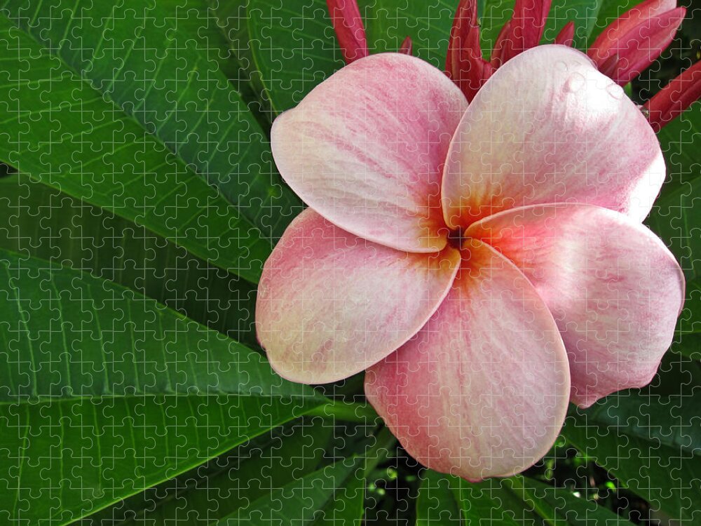 Plumeria Jigsaw Puzzle featuring the photograph Pink Plumeria by Shane Kelly