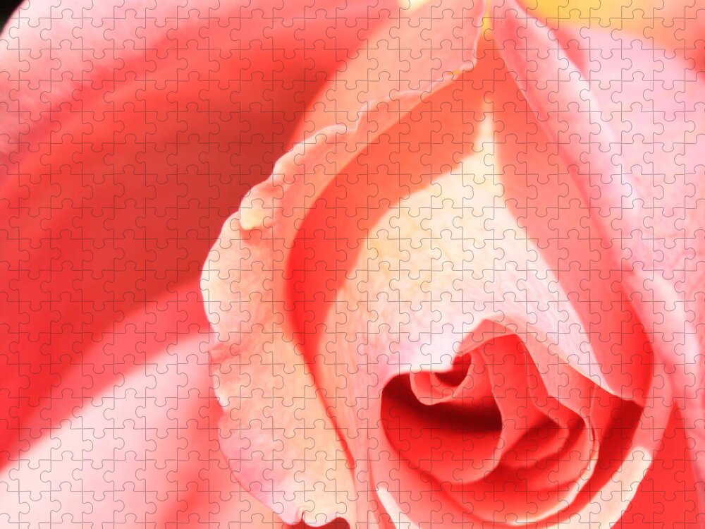 Rose Jigsaw Puzzle featuring the photograph Pink Rose Blooming by Donna Corless