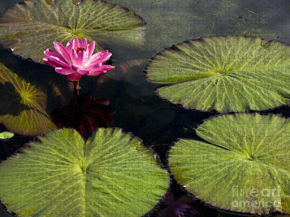 Water Llilies Jigsaw Puzzle featuring the photograph Pink Water Lily I by Heiko Koehrer-Wagner