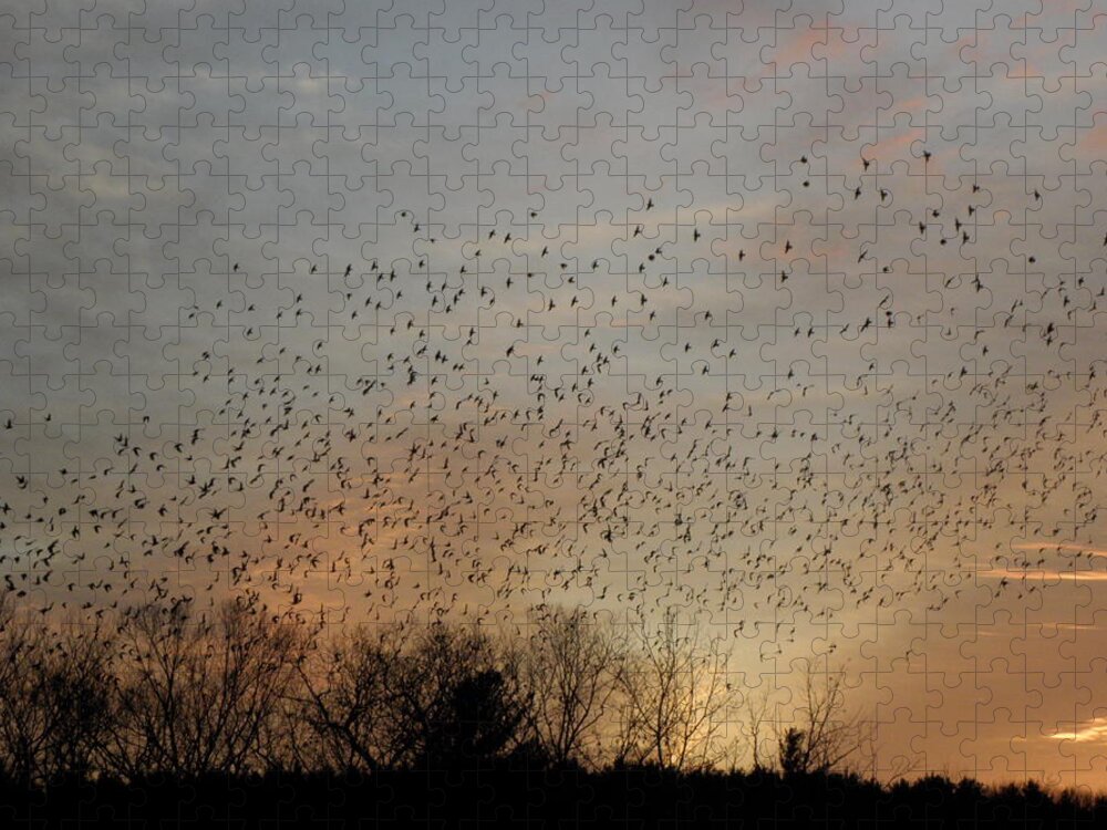 Black Birds Jigsaw Puzzle featuring the photograph Poetic Swarms by Kim Galluzzo