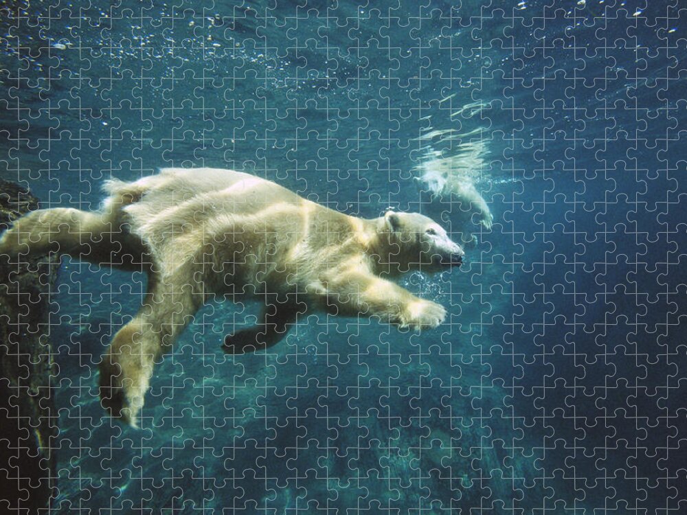 Bear Jigsaw Puzzle featuring the photograph Polar Bear Ursus Maritimus Pair by San Diego Zoo