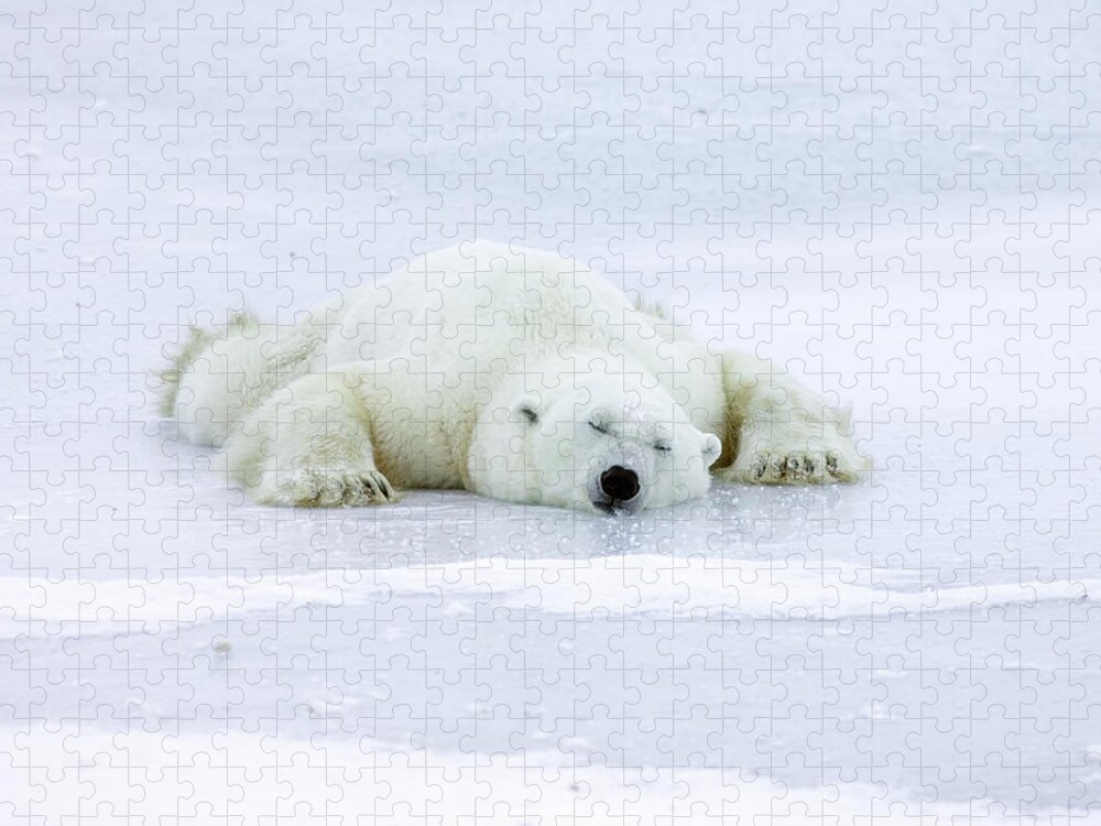 Mp Jigsaw Puzzle featuring the photograph Polar Bear Ursus Maritimus Resting by Matthias Breiter