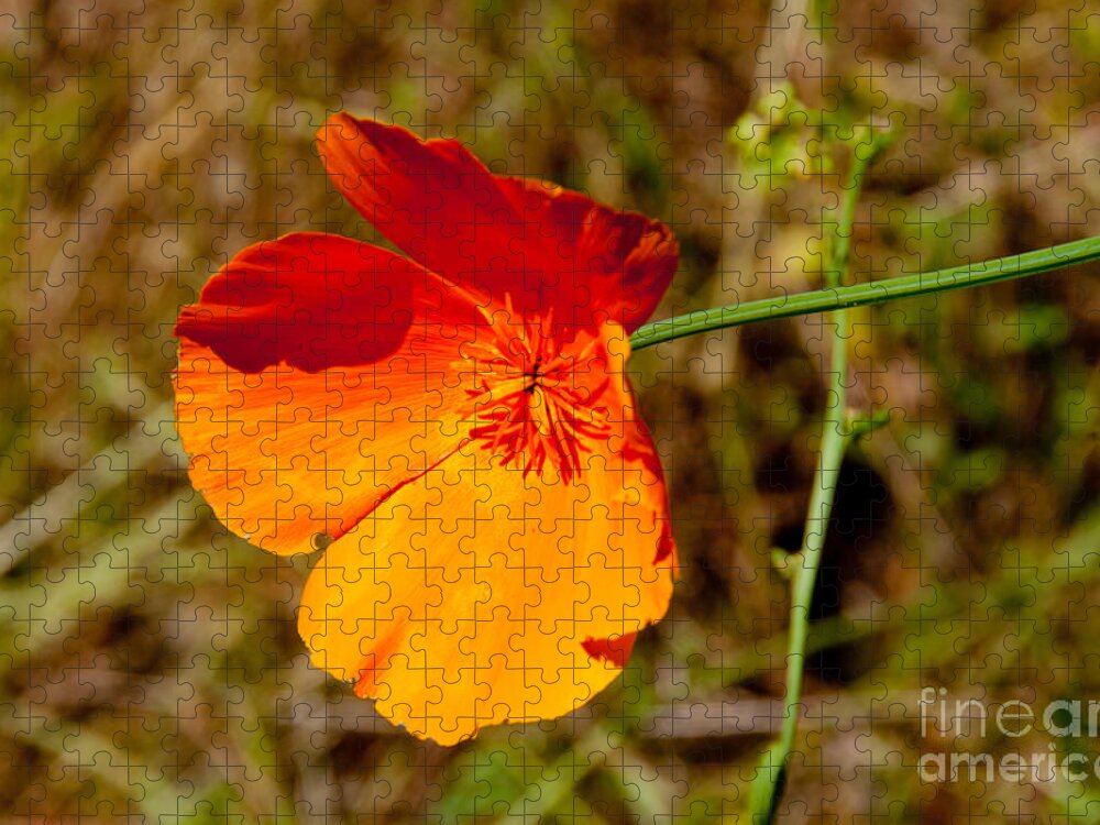 California Jigsaw Puzzle featuring the digital art Poppies by Carol Ailles