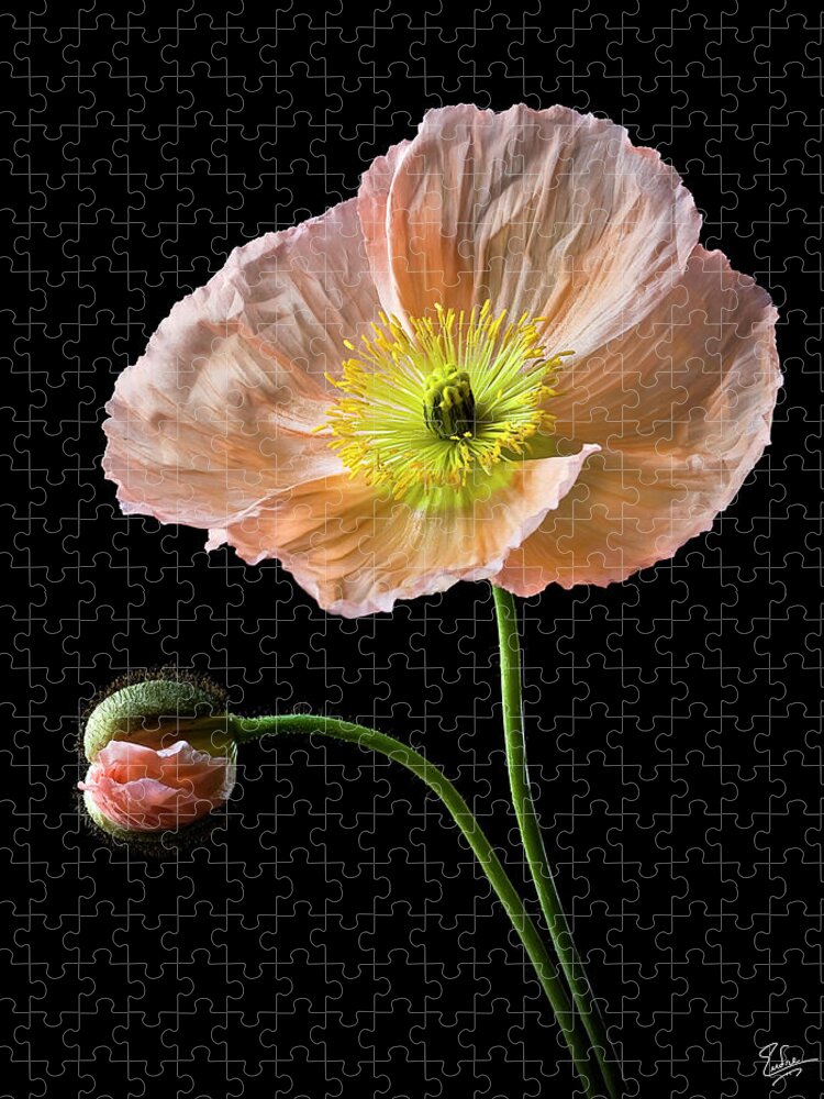 Flower Jigsaw Puzzle featuring the photograph Poppy by Endre Balogh
