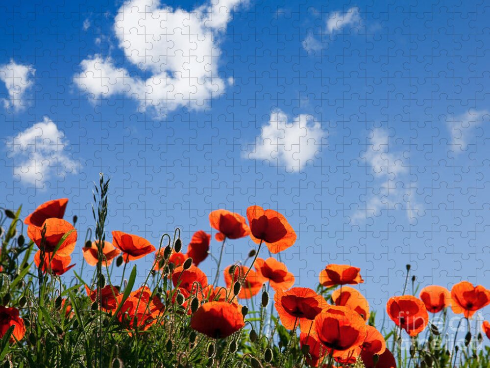 Poppy Puzzle featuring the photograph Poppy Flowers 05 by Nailia Schwarz