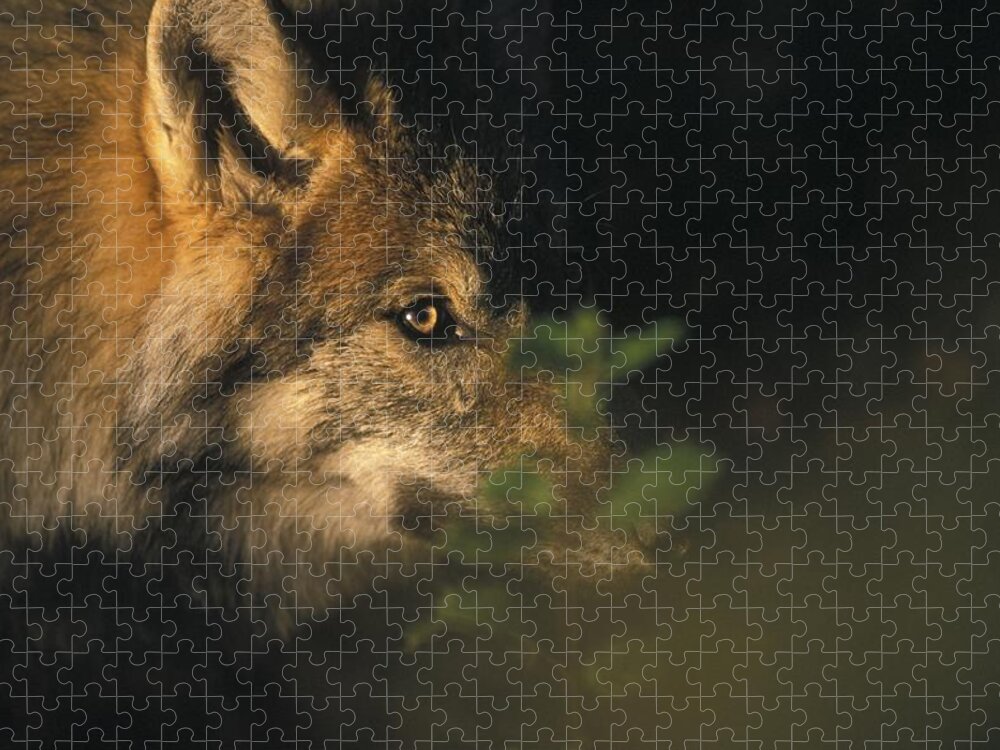 Wild Jigsaw Puzzle featuring the photograph Portrait of a Wolf looking through leaves by Ulrich Kunst And Bettina Scheidulin