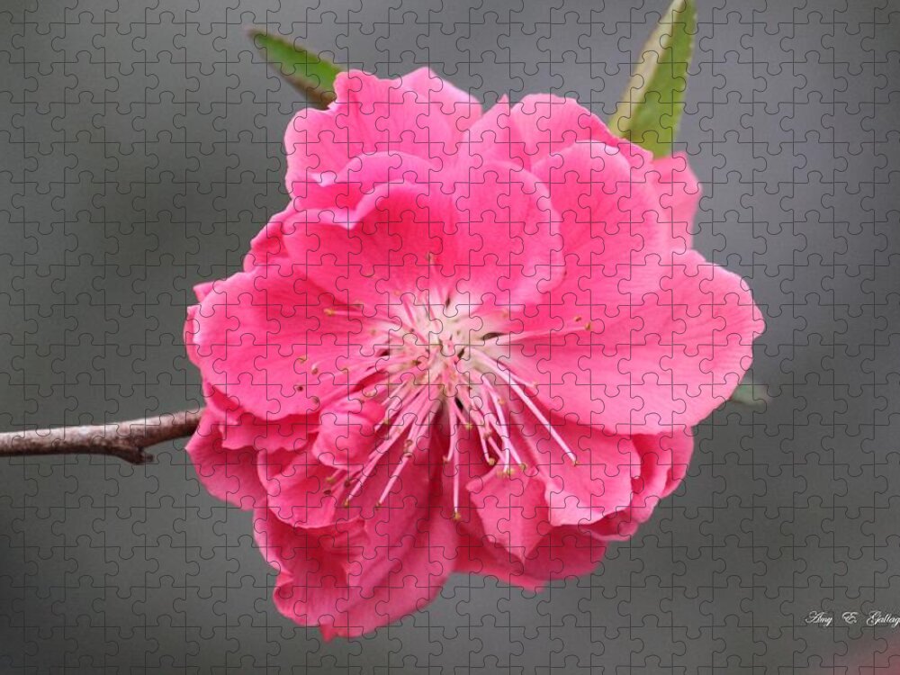 Pink Jigsaw Puzzle featuring the photograph Pretty In Pink by Amy Gallagher