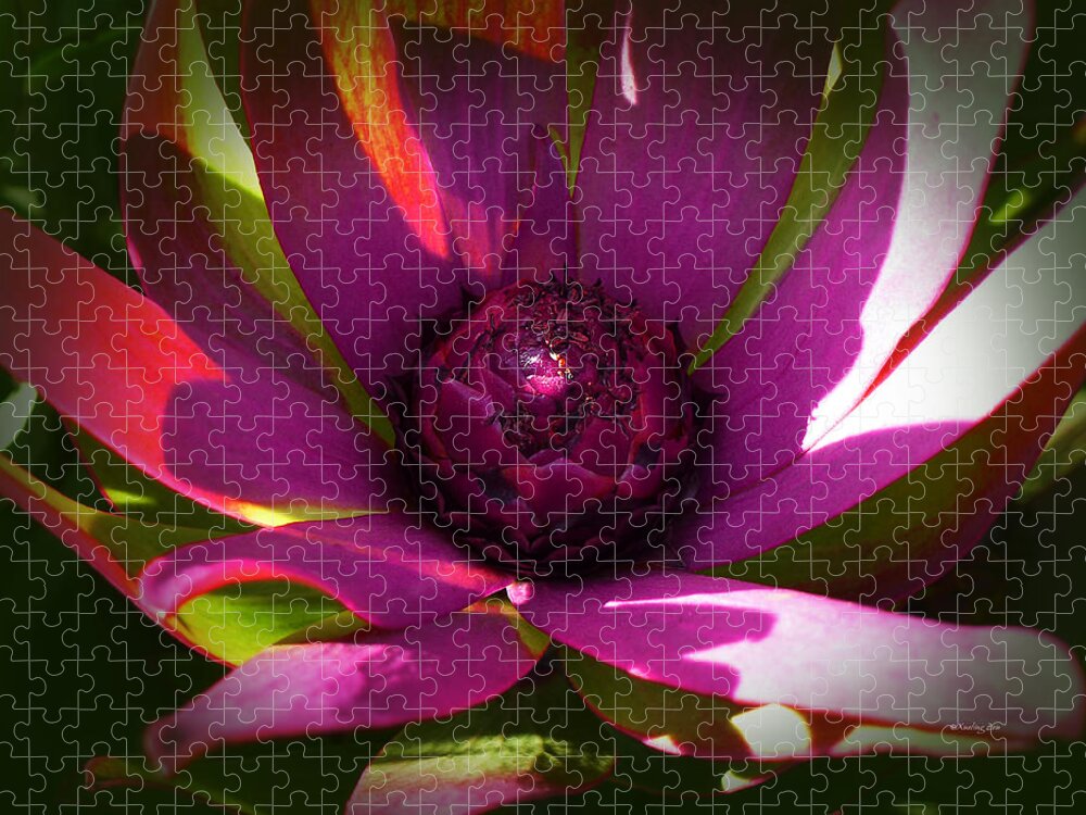Protea Flower 8 Jigsaw Puzzle