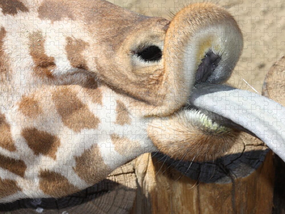 Giraffe Jigsaw Puzzle featuring the photograph Pucker Up by Kim Galluzzo
