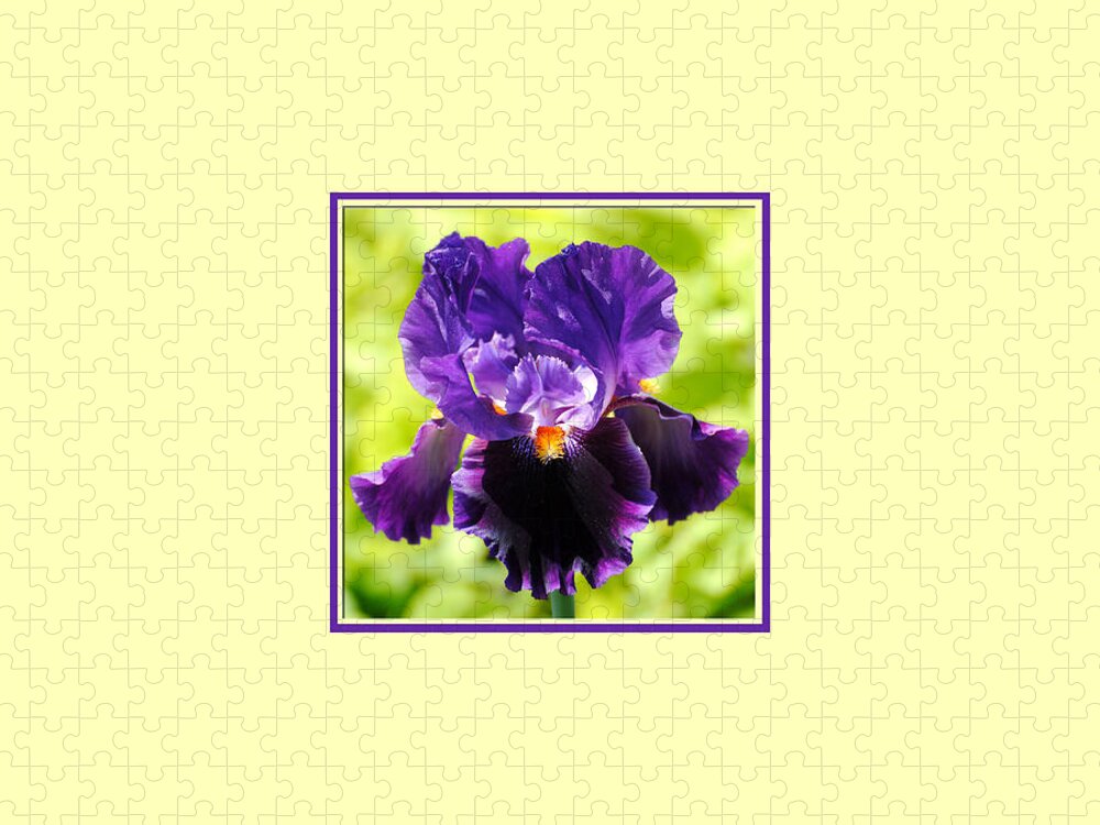 Flower Jigsaw Puzzle featuring the photograph Purple and Orange Iris Photo Square by Jai Johnson