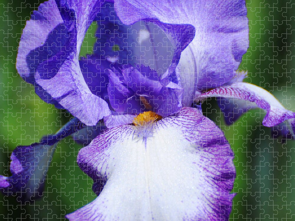 Beautiful Iris Jigsaw Puzzle featuring the photograph Purple and White Iris Flower by Jai Johnson