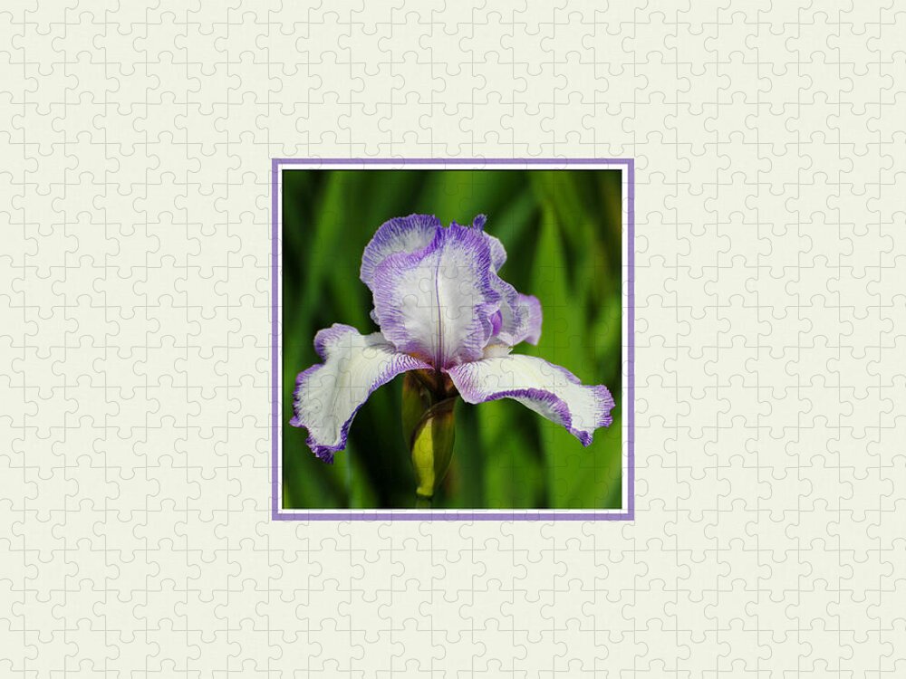 beautiful Iris Jigsaw Puzzle featuring the photograph Purple and White Iris Photo Square by Jai Johnson