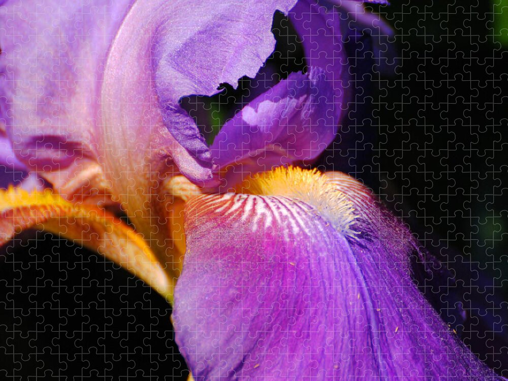 Beautiful Iris Jigsaw Puzzle featuring the photograph Purple and Yellow Iris Close Up II by Jai Johnson