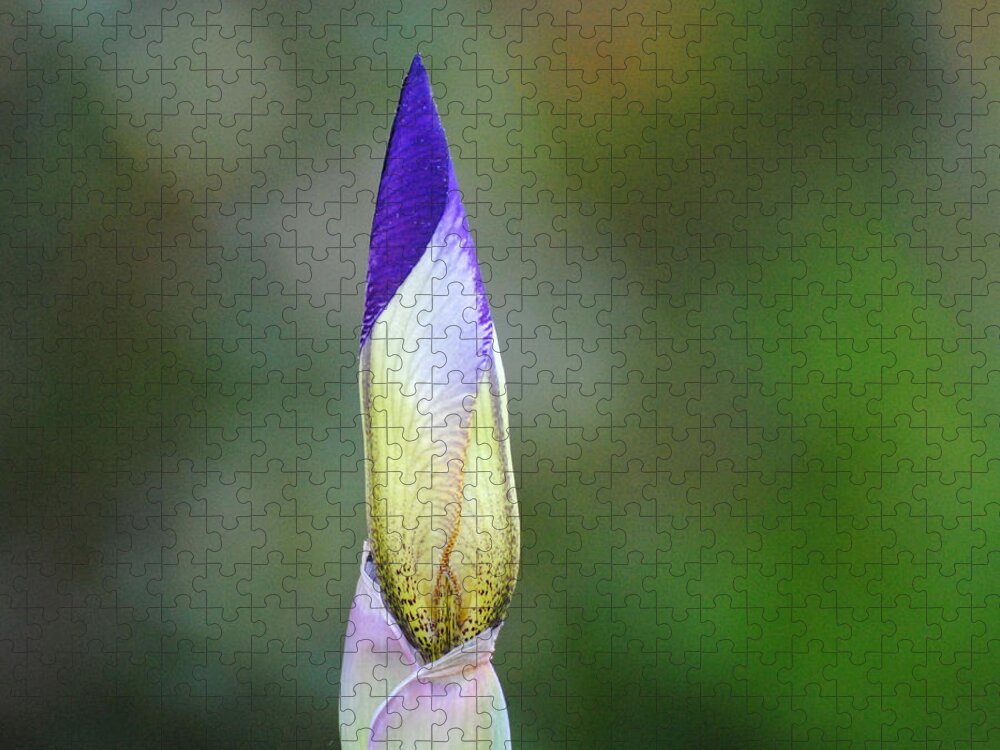 Beautiful Iris Jigsaw Puzzle featuring the photograph Purple and Yellow Iris Flower Bud by Jai Johnson