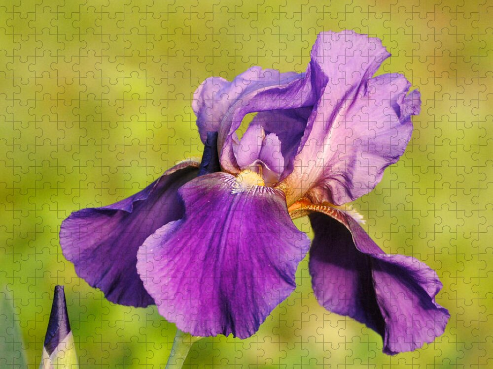 Beautiful Iris Jigsaw Puzzle featuring the photograph Purple and Yellow Iris by Jai Johnson