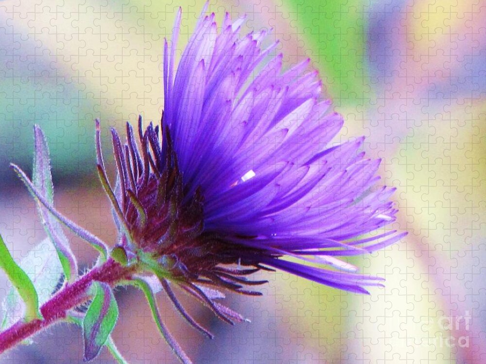 Aster Jigsaw Puzzle featuring the photograph Purple Aster by Michele Penner