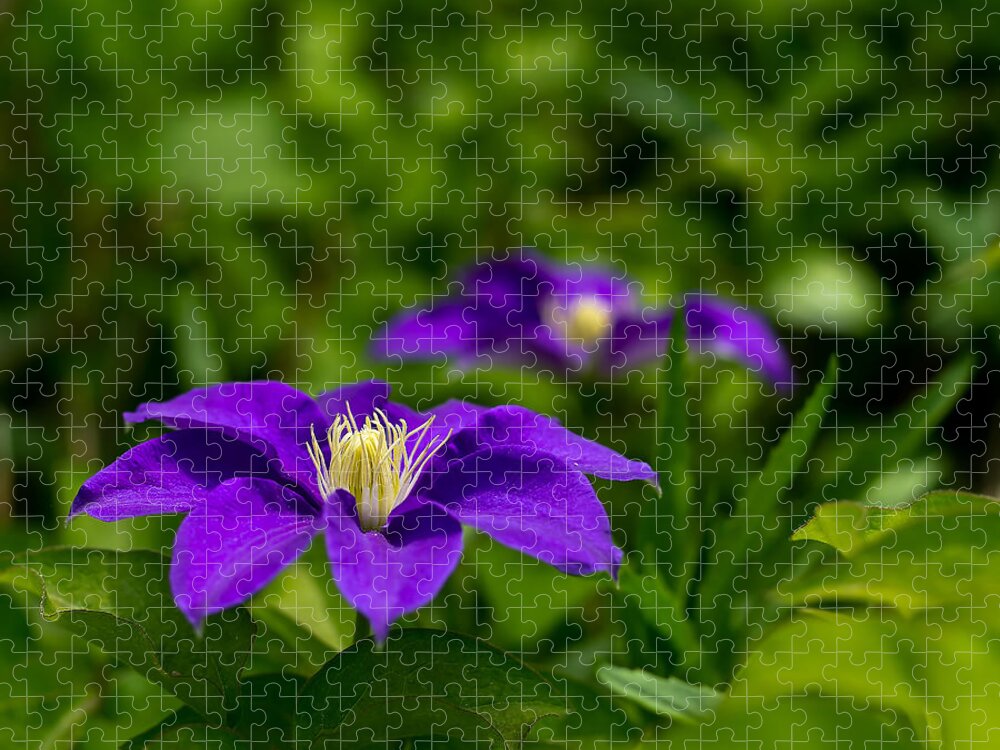 Bloom Jigsaw Puzzle featuring the photograph Purple Clematis Flower by Lori Coleman