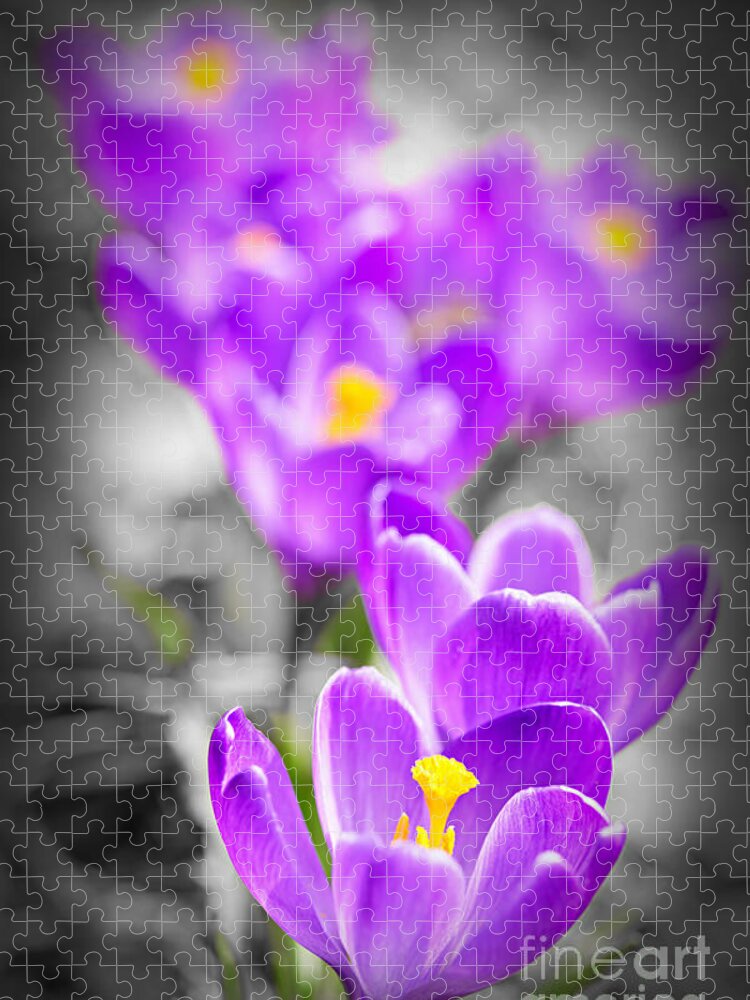 Crocus Jigsaw Puzzle featuring the photograph Purple crocus flowers by Elena Elisseeva