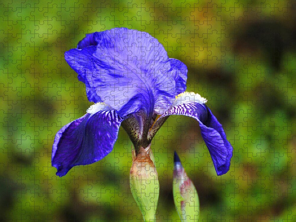 Beautiful Iris Jigsaw Puzzle featuring the photograph Purple Iris Flower by Jai Johnson