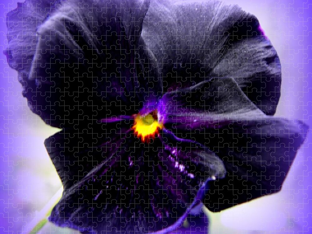 Pansy Jigsaw Puzzle featuring the photograph Purple Majesty by Kim Galluzzo