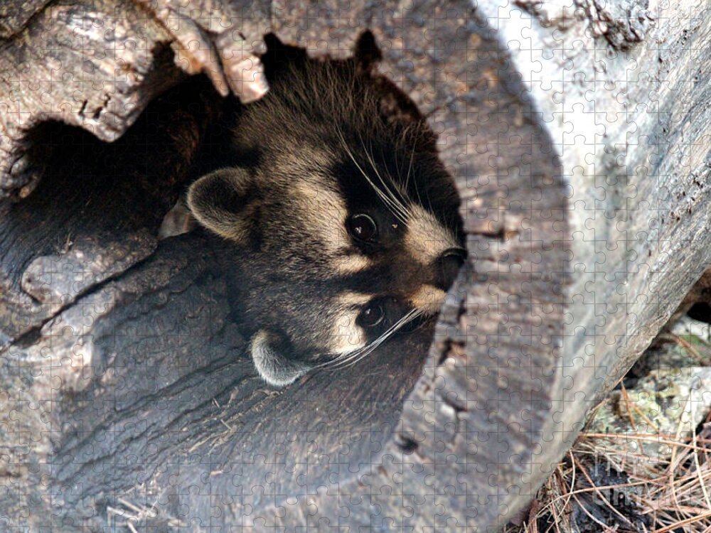 Raccoon Photos Jigsaw Puzzle featuring the photograph Raccoon In Hiding by Kathy White