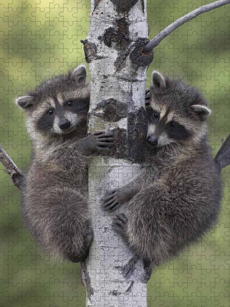 00176521 Jigsaw Puzzle featuring the photograph Raccoon Two Babies Climbing Tree North by Tim Fitzharris