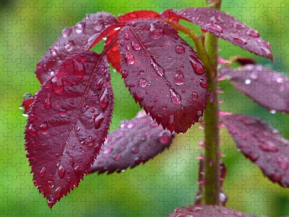 Leaf Jigsaw Puzzle featuring the photograph Rain Soaked by Juergen Roth