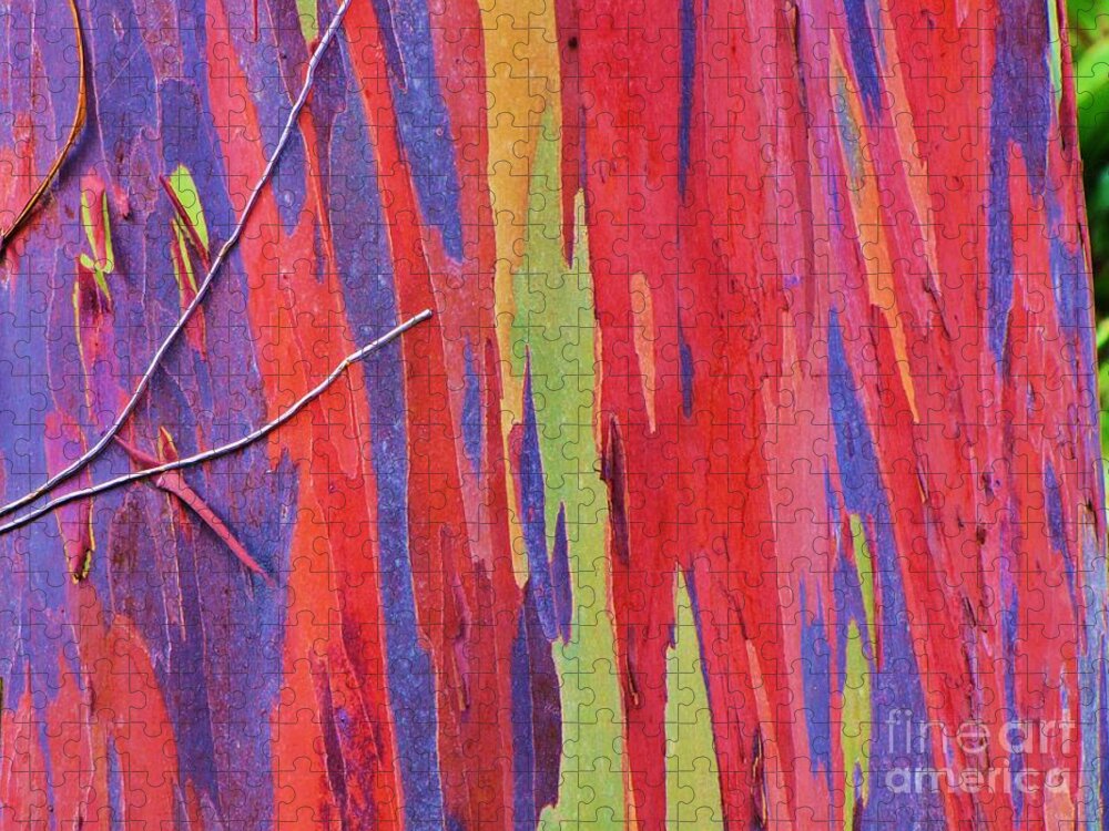 Eucalyptus Jigsaw Puzzle featuring the photograph Rainbow of Eucalyptus Bark by Michele Penner