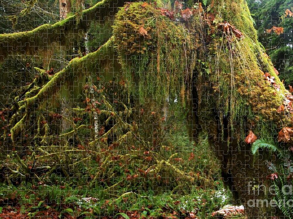 Hoh Rainforest Jigsaw Puzzle featuring the photograph Rainforest Jaws by Adam Jewell