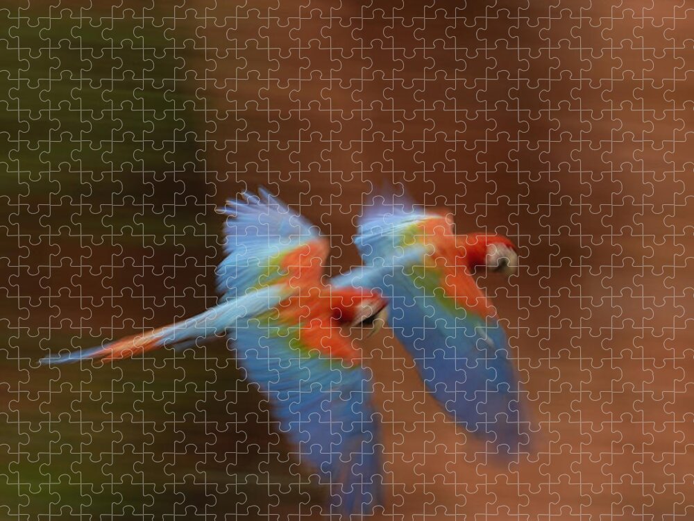 Mp Jigsaw Puzzle featuring the photograph Red And Green Macaw Ara Chloroptera by Pete Oxford
