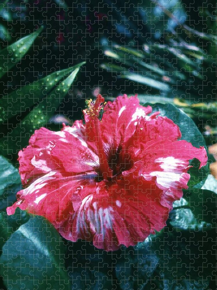 Flowers Of Hawaii Jigsaw Puzzle featuring the photograph Red and White Hybiscus with Grasshopper by Craig Wood