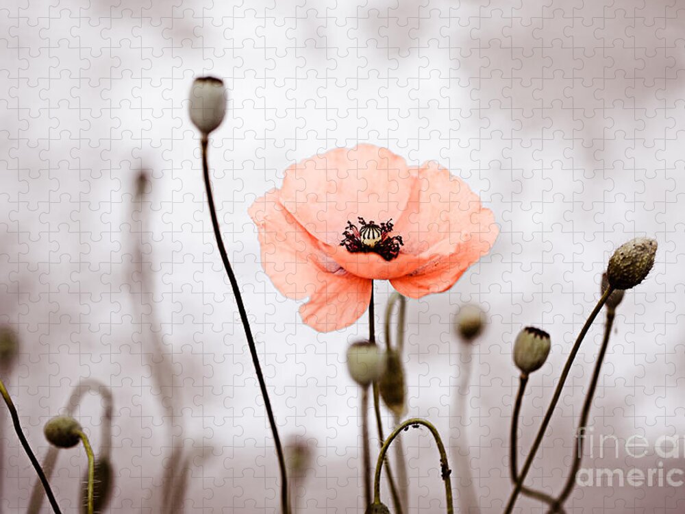 Poppy Jigsaw Puzzle featuring the photograph Red Corn Poppy Flowers 01 by Nailia Schwarz