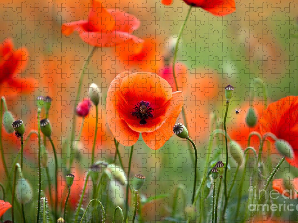 Poppy Jigsaw Puzzle featuring the photograph Red Corn Poppy Flowers 05 by Nailia Schwarz