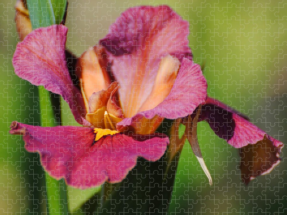 Beautiful Jigsaw Puzzle featuring the photograph Red Iris by Jai Johnson