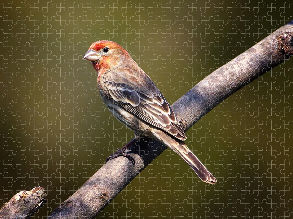 Finch Jigsaw Puzzle featuring the photograph Red Male House Finch by Bill and Linda Tiepelman