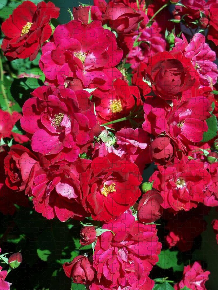 Rose Jigsaw Puzzle featuring the photograph Red Rose Bush by Corinne Elizabeth Cowherd