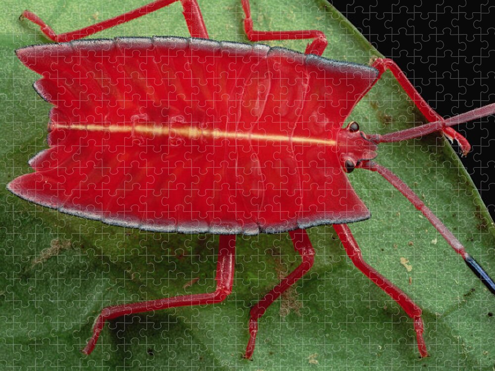 00750412 Jigsaw Puzzle featuring the photograph Red Stink Bug Brunei by Mark Moffett