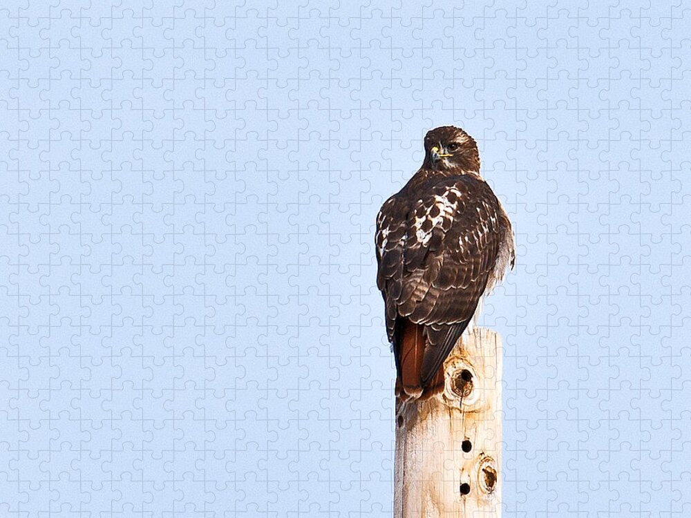 Red-tailed Hawk Jigsaw Puzzle featuring the photograph Red-tailed Hawk Surveying The Layout by Ed Peterson