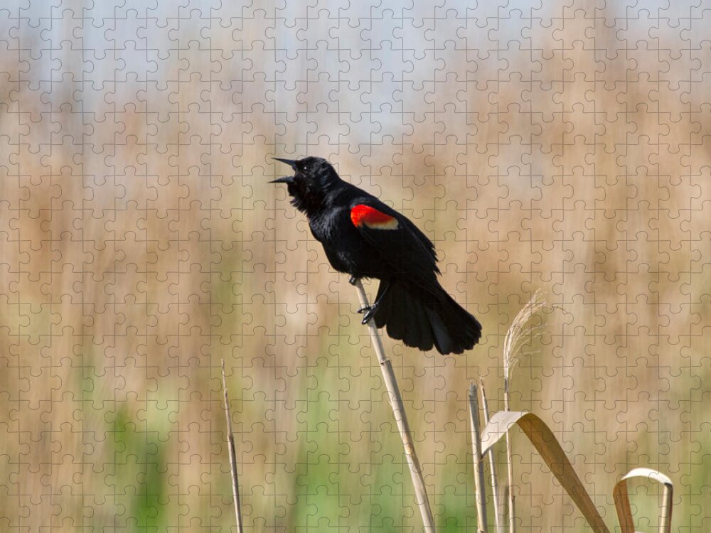 Red Winged Blackbird Jigsaw Puzzle featuring the photograph Red-winged Blackbird by Louise Heusinkveld