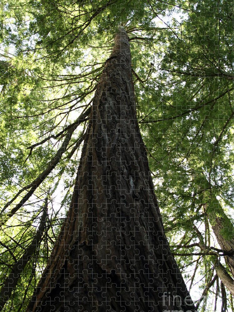 Coast Redwood Jigsaw Puzzle featuring the photograph Redwoods Sequoia Sempervirens by Ted Kinsman