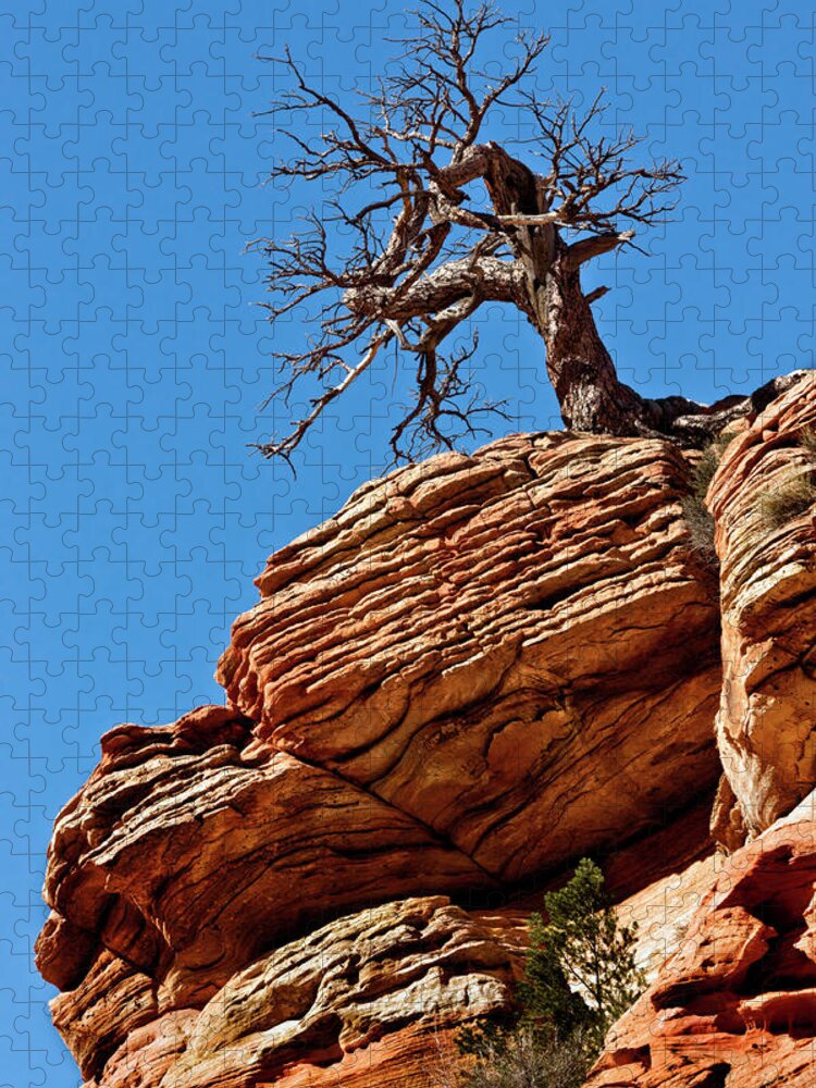 Tree Jigsaw Puzzle featuring the photograph Remnants Of A Struggle by Christopher Holmes