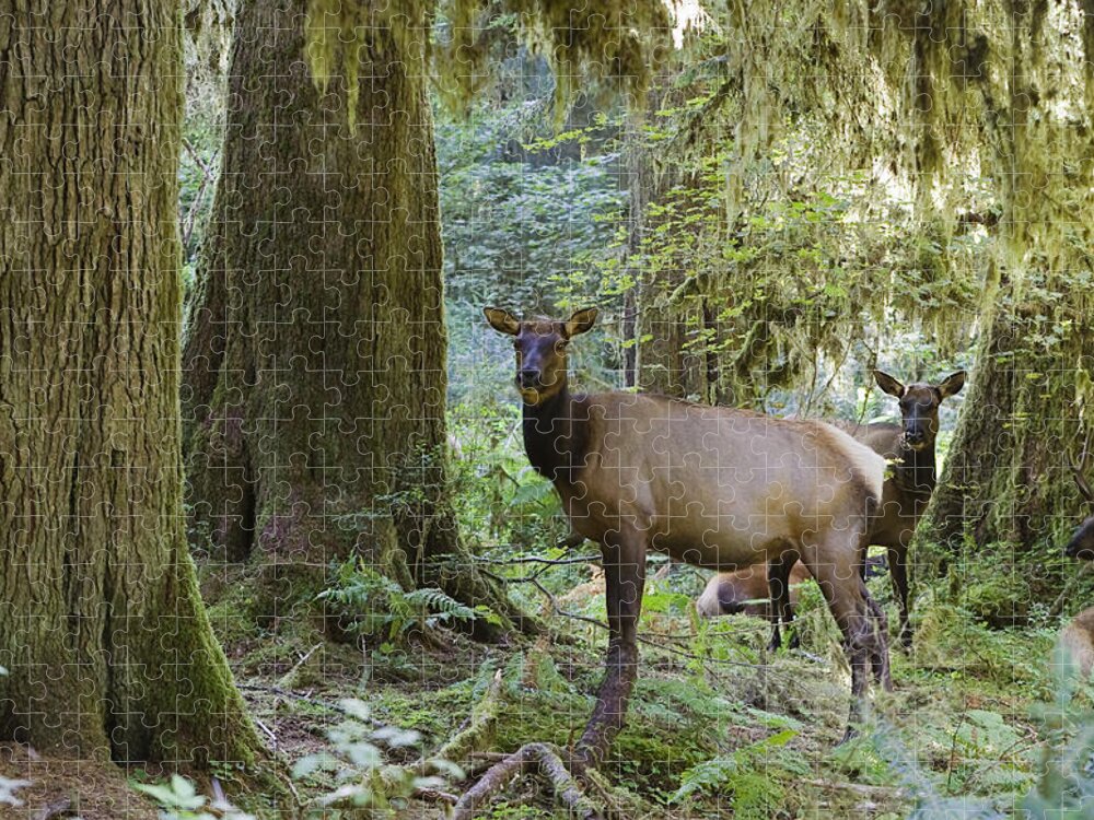 Mp Jigsaw Puzzle featuring the photograph Roosevelt Elk Cervus Elaphus by Konrad Wothe