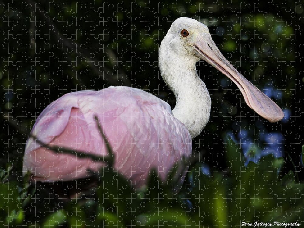 Bird Jigsaw Puzzle featuring the photograph Roseate Spoonbill by Fran Gallogly