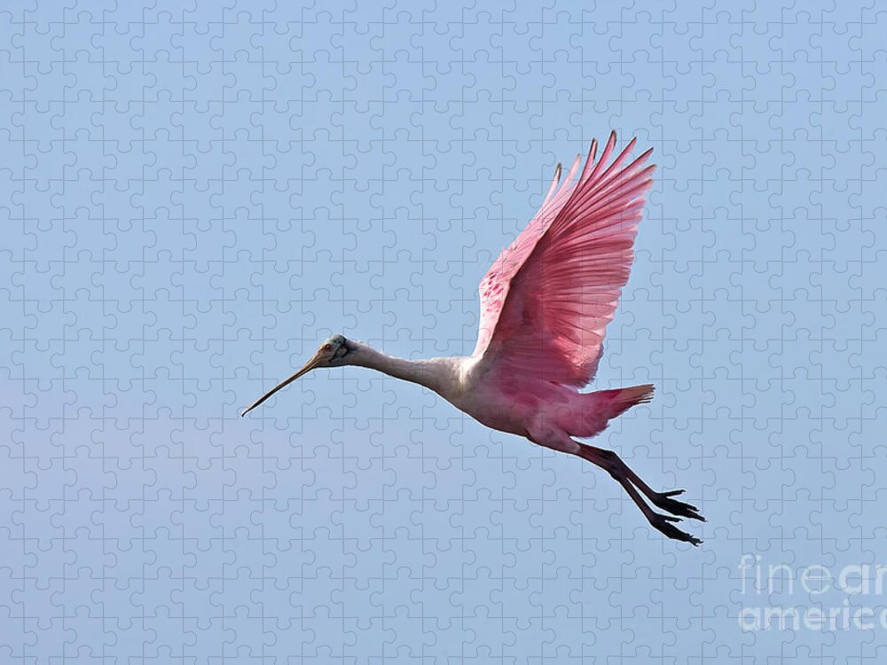 Animal Jigsaw Puzzle featuring the photograph Roseate Spoonbill by Jean-Luc Baron