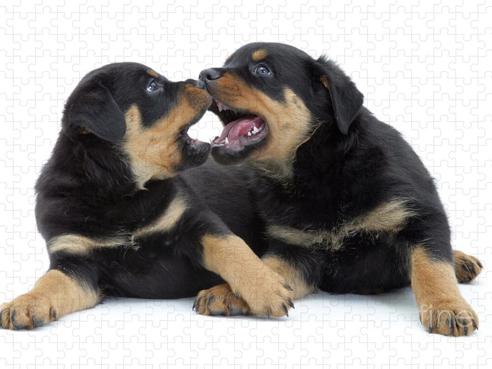 Dog Jigsaw Puzzle featuring the photograph Rottweiler Pups by Jane Burton