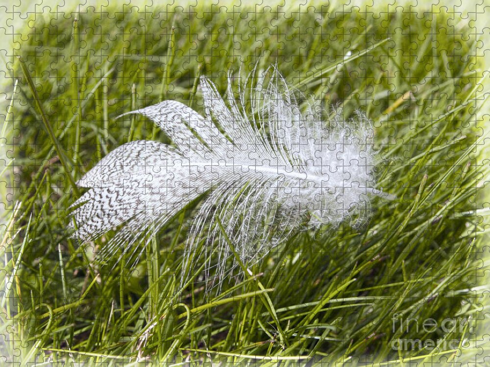 Feather Jigsaw Puzzle featuring the photograph Rough meets smooth by Steev Stamford