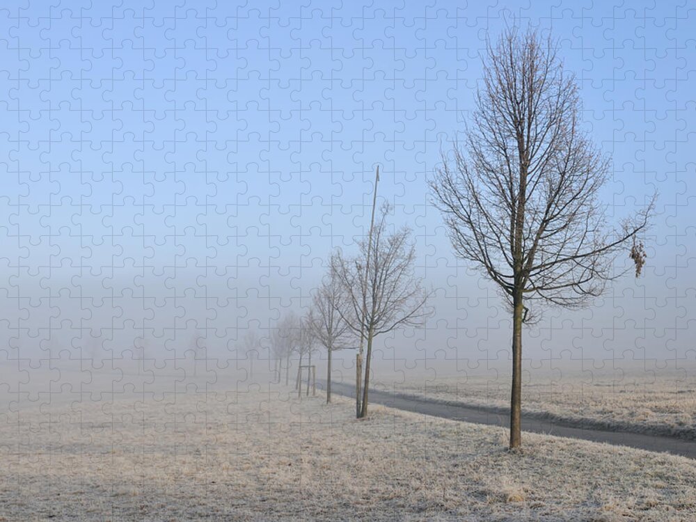 Trees Jigsaw Puzzle featuring the photograph Row of trees in the morning by Matthias Hauser